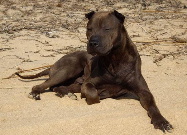 最新骨沙犬出售信息一览